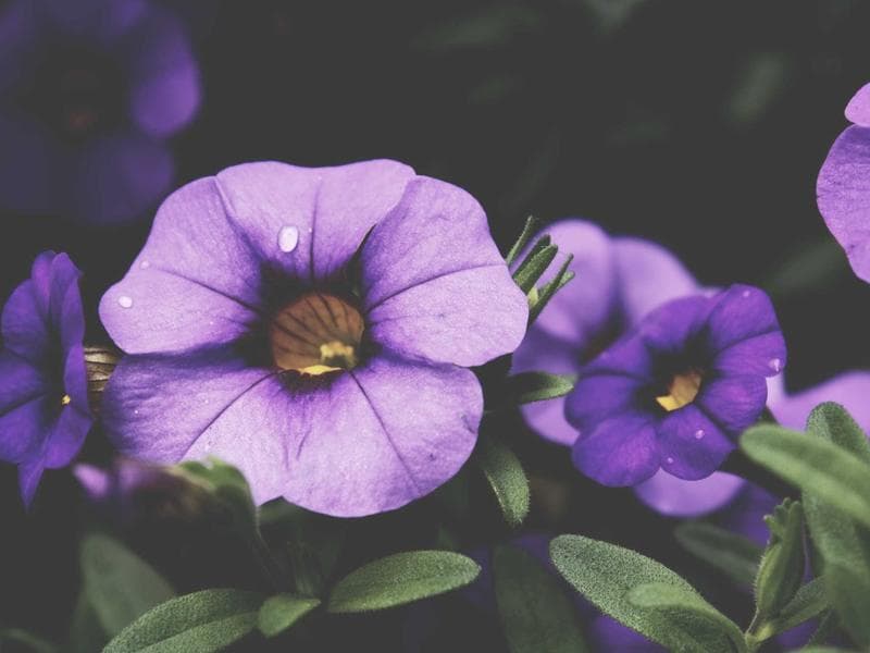 12238 SW 69th Ct photo 5