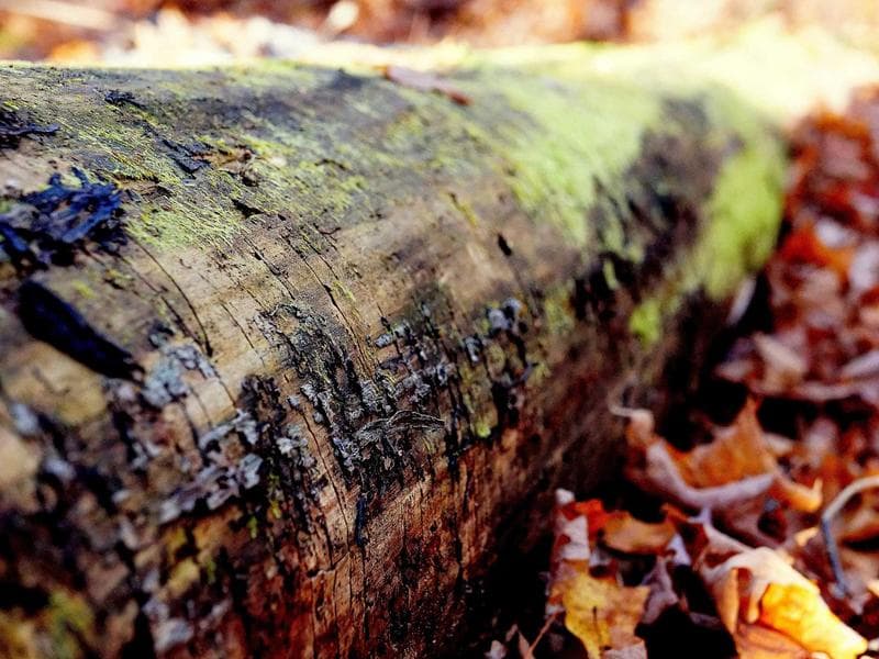 7035 N 3rd Ct photo 5